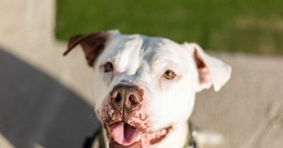 American bulldog Blaze searching for that 'spark' with a new family at Dogs Trust Manchester