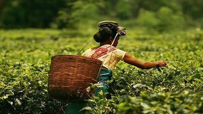 Tripura to get tea auction centre
