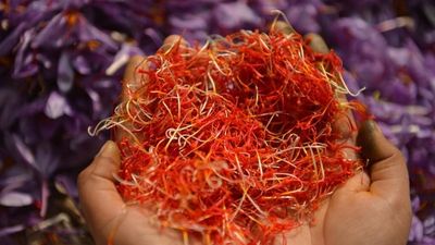 Global warming forces Kashmir farmers to grow saffron indoors