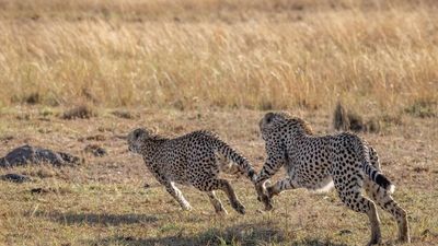 Conservationists question how India's imported cheetahs will adapt to new home