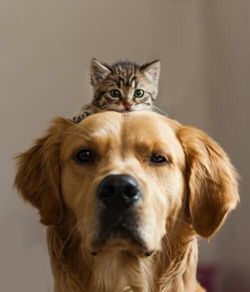 How to make a cat and dog get along 5 tricks to do…
