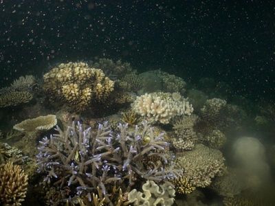 Proud parent moment for reef restorers