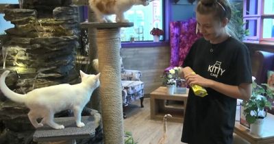 Popular Leeds Kitty Cafe to reopen in December in time for Christmas