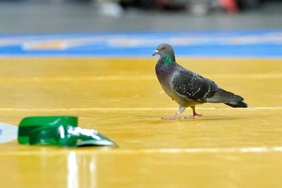 Pigeons take over field as Steelers face Saints