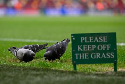 A flock of stray pigeons stole the show in the Saints’ ugly start vs. Steelers