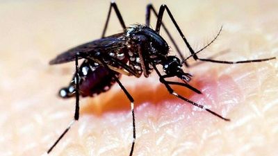 Skin bacteria and individual aroma prompting mosquitoes to target certain people over others