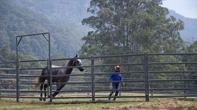 Veterans treat PTSD with equine therapy while helping ex-racehorses in documentary The Healing