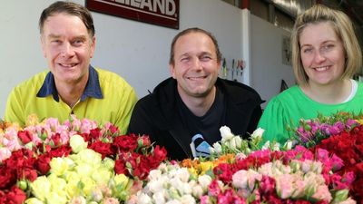 French stamp on Tasmanian rose production paying dividends in cut flower market