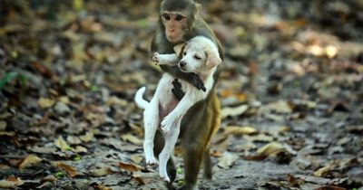 Monkey picks up best friend puppy and takes it into treetops in bizarre pictures