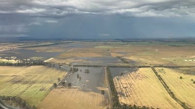 Elders share price slumps as floods forecast to impact full harvest potential