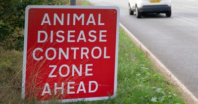 Poultry restriction zones imposed in Co Fermanagh after bird flu cases detected in Monaghan