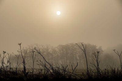 UK weather: Britons wake to thick fog as Met Office warns ‘flights could be cancelled’