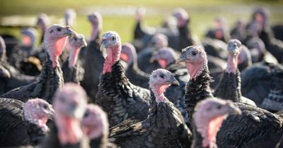 Concerns over Christmas turkey stock after avian flu detected in turkey flock in Monaghan