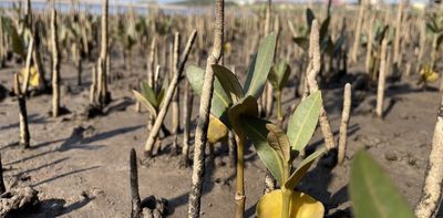 Mangrove forests won't be able to spread further in South Africa, so protecting them is crucial