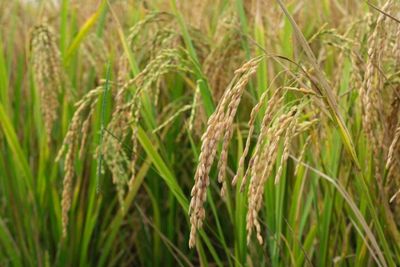 Rice exports up 39.1% y/y in first 9 months