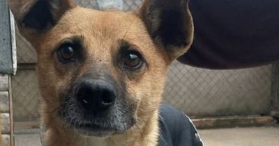 Lost dog reunited with owners after three months - but they no longer want him
