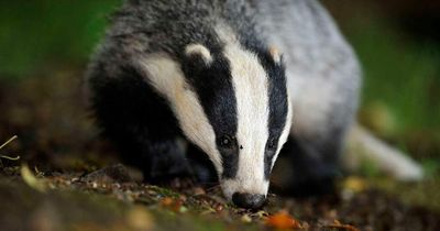 'Gruelling' work of campaigners blocking badger culls