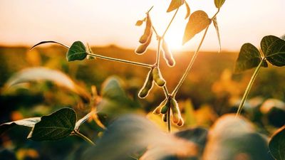 South American Soybeans: A Global Market