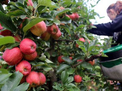 Nepali fruit pickers ‘left in debt after being sent home from UK farms weeks early’