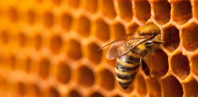 Honeybee lifespan could be half what it was 50 years ago – new study