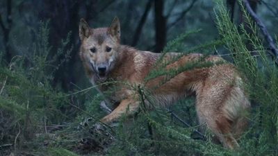 Secret videos show animals being trapped and killed. Are they wild dogs or dingoes?