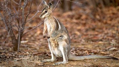 Magnetic South clears land bordering endangered wallaby's habitat, angering conservationists