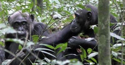 Wild chimp caught doing something previously thought unique to humans