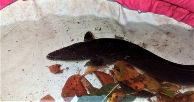 Woman stunned to find a giant three-foot EEL slithering around on her garden patio