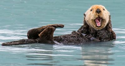Soundproofed boltholes planned for UK otters after launch of 'vertical' spaceport