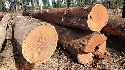 Council votes to give up role in private native forestry approvals as state government ditches bill