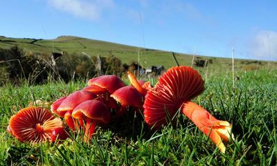 Country diary: Waking up to the glory of waxcaps