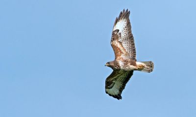 Spate of attacks on birds of prey in 2021, RSPB report reveals