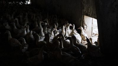 French poultry flocks brought indoors as risk of bird flu rises