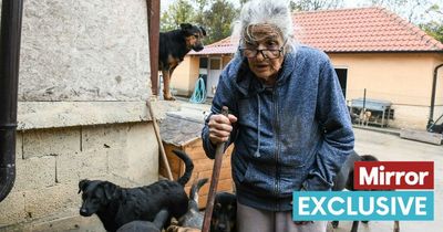 Pensioner fears 137 dogs 'will die' this winter as she cares for them all alone