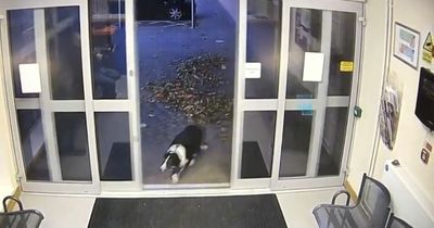 Lost dog hands herself in at police station in emotional moment caught on CCTV