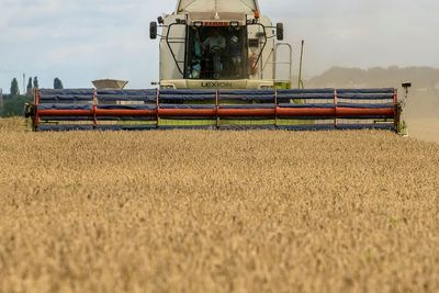 Analysis-Ukraine's sparse wheat plantings sow further trouble for global food security