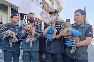Trader arrested selling 4 tiger cubs