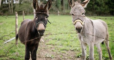 Potentially deadly human and horse diseases being spread by donkey skin trade