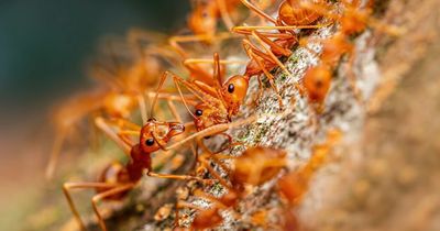 Invasion of fire ants "raining down" on Hawaii amid warnings to people and pets