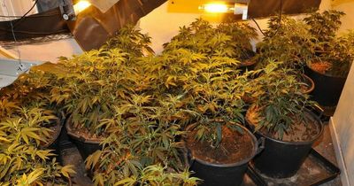 Cannabis farm found growing across three rooms on County Road