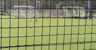 East Lothian woman captures side-splitting footage of crow 'playing football'