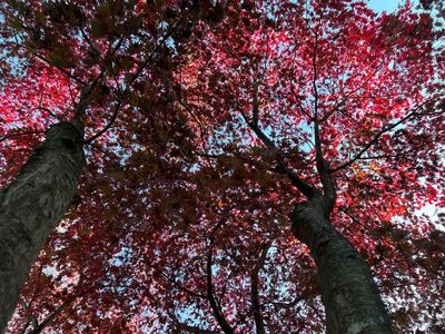 It's in fall, not summer, that leaves show their true colors