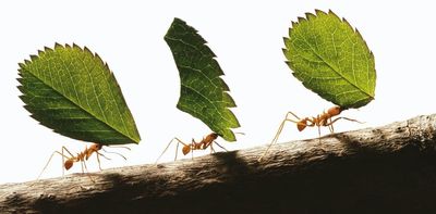 Ants – with their wise farming practices and efficient navigation techniques – could inspire solutions for some human problems