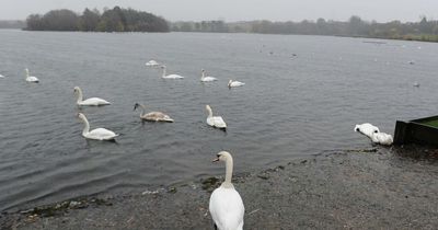 Bird flu warning at Hogganfield Loch as Glasgow City Council remove multiple dead swans from park