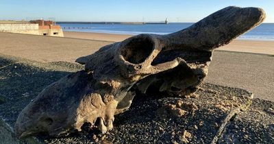 Skull of an extinct horned beast discovered on UK beach
