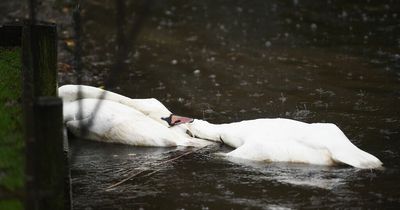 Swans found dead at Scots nature reserve sparking fears of bird flu outbreak