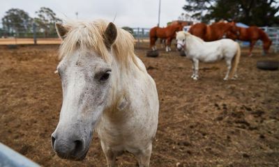 Veterinarians warn horse owners in Australia’s flood zones to guard against Japanese encephalitis