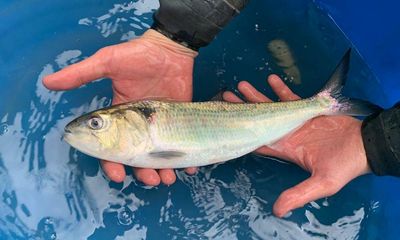 Fish passes give endangered twaite shad chance to swim up River Severn and spawn