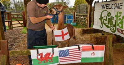 'Psychic' alpaca predicts results for England's World Cup group games including LOSS to Iran