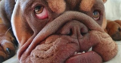 Vet slams 'disgusting' breeders after bulldog needs extreme facelift to breathe